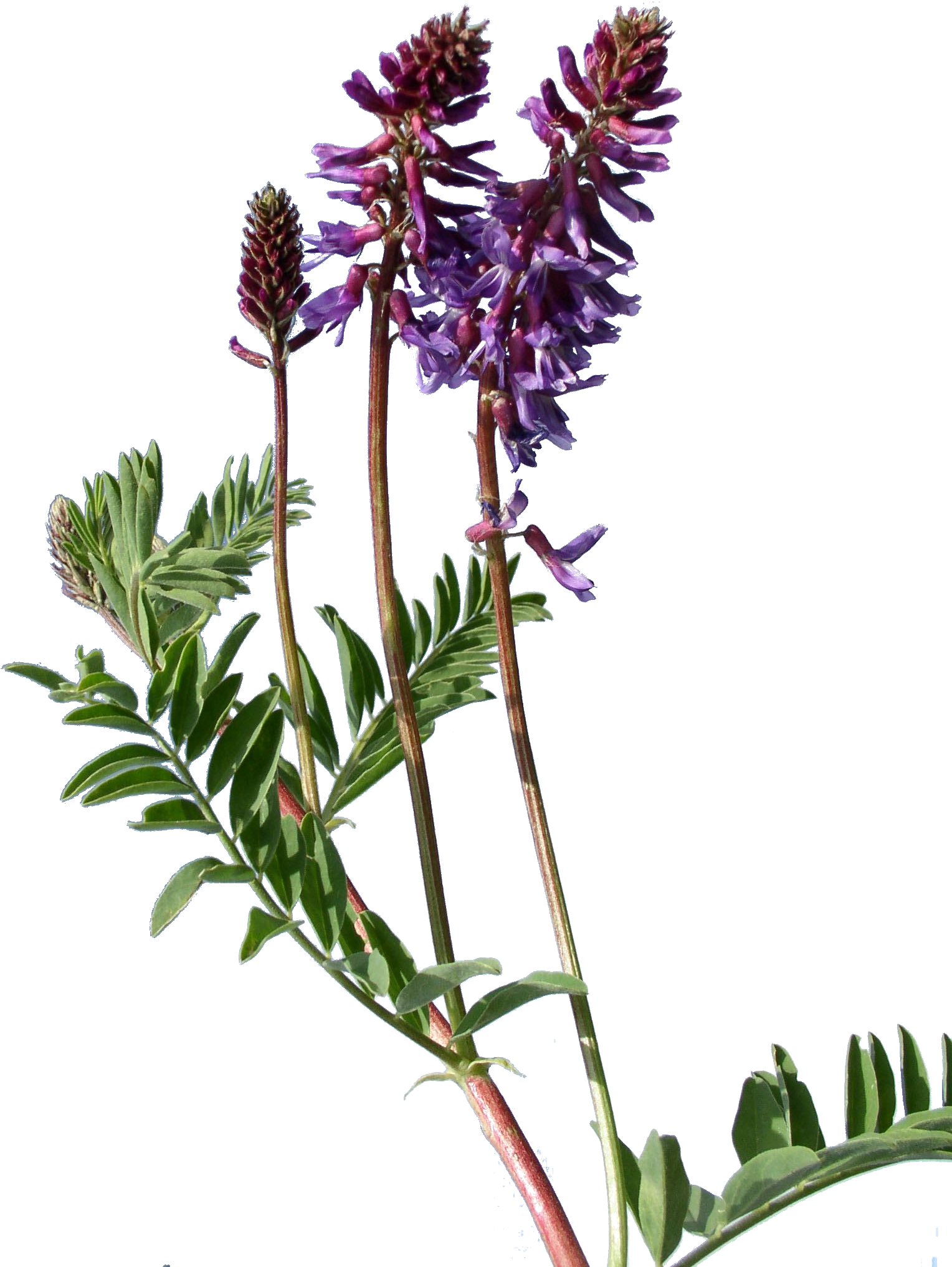 Astragalus Bisulcatus - Transparent Weeds (1552x2044), Png Download