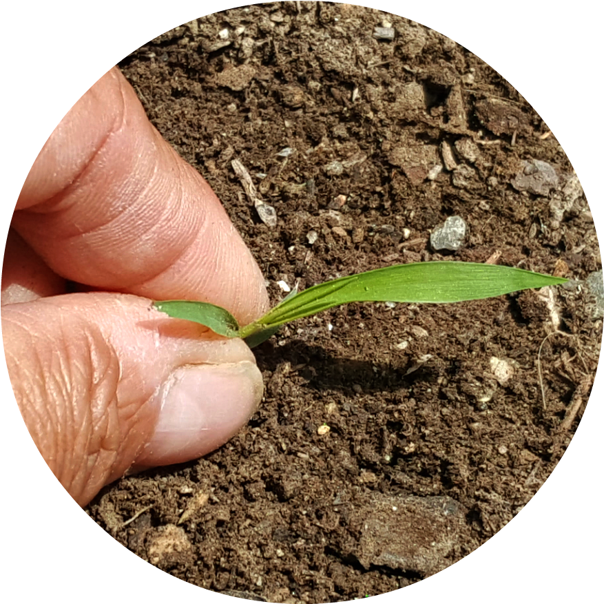 Here Is My Top Seven List Of Safe And Natural Weed - Weed (958x1073), Png Download