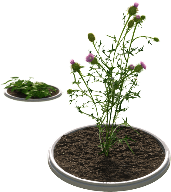 Improved Control Of Tough Weeds - Weed (564x634), Png Download