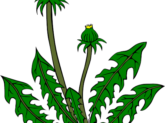 Vector Royalty Free Stock Free On Dumielauxepices Net - Dandelion Clip Art (640x480), Png Download