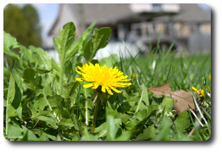 Every Yard Is Going To Have Weeds At One Time Or Another - Dandelion (455x312), Png Download