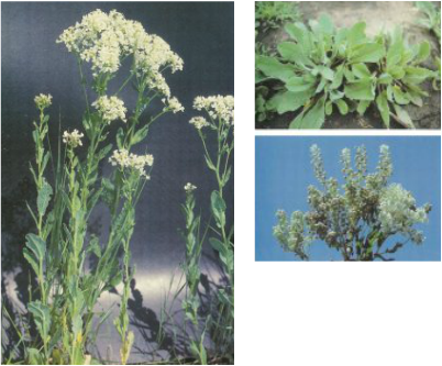 Photos Courtesy Of Weeds Of The West - White Idaho Weed Flower (402x333), Png Download