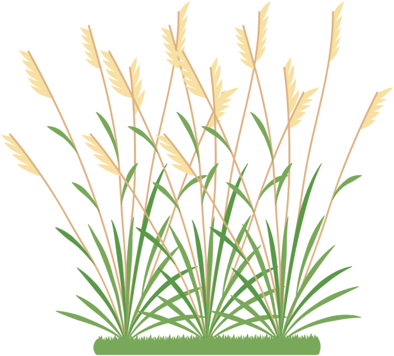Icon 2 Weeds - Grasses And Weeds Clipart (768x694), Png Download