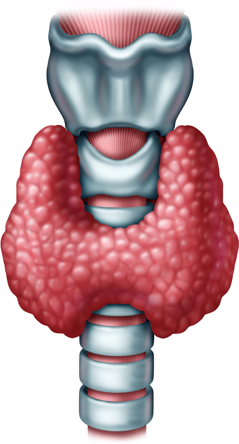 Analyze - Drawings Of Thyroid Cancer (1500x1500), Png Download