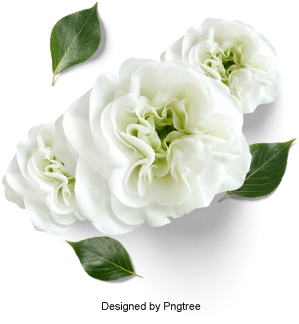 Hermosos Frescos Petalos De Floresflores Pétalos Hojas - Psd พื้น หลัง ลาย เส้น ดอกไม้ สวย ๆ (360x360), Png Download