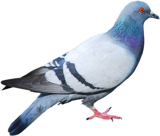 Animales Con Alas Que Vuelan (561x480), Png Download