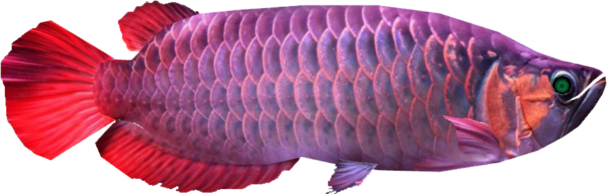 Asian Arowana - Coral Reef Fish (884x884), Png Download