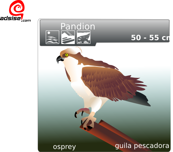 Free Vector Aguila Pescadora Clip Art - Osprey Clip Art (600x526), Png Download