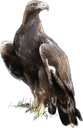 Cim D'àligues - Imagenes Png De Aguila Real (385x527), Png Download