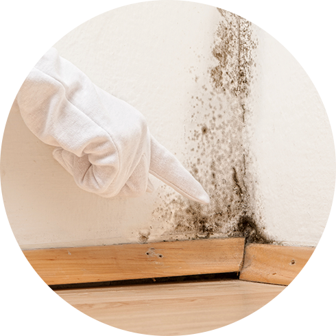 Pintura Contra Humedad - Mold In A Flat (490x490), Png Download