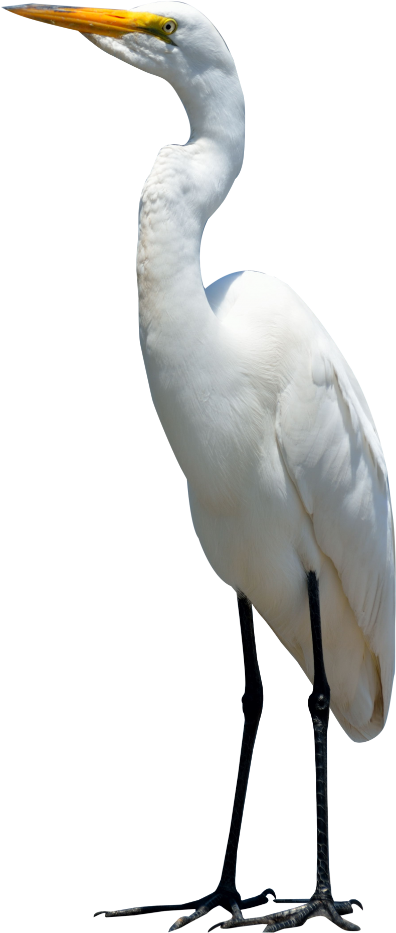 Egret Bird Png Transparent Image - Crane Bird Png (250x514), Png Download