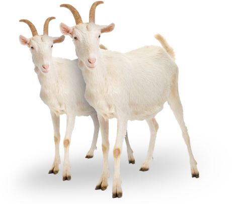 Charity Gift - Two Goats - Goat (576x420), Png Download