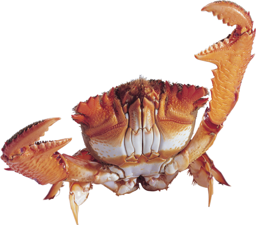 Best Free Crab Png Icon - Crab Png Transparent (509x448), Png Download