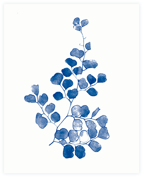 Maidenhair Fern Watercolor Print - Blueberry (720x864), Png Download