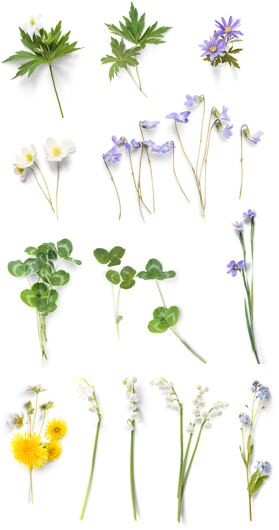 Hand Painted Color Floral - ใบไม้ ดอกไม้ Png (1024x2091), Png Download