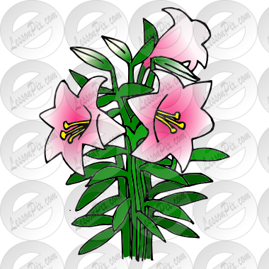 Lily Clipart Trumpet Flower - Lily (380x380), Png Download