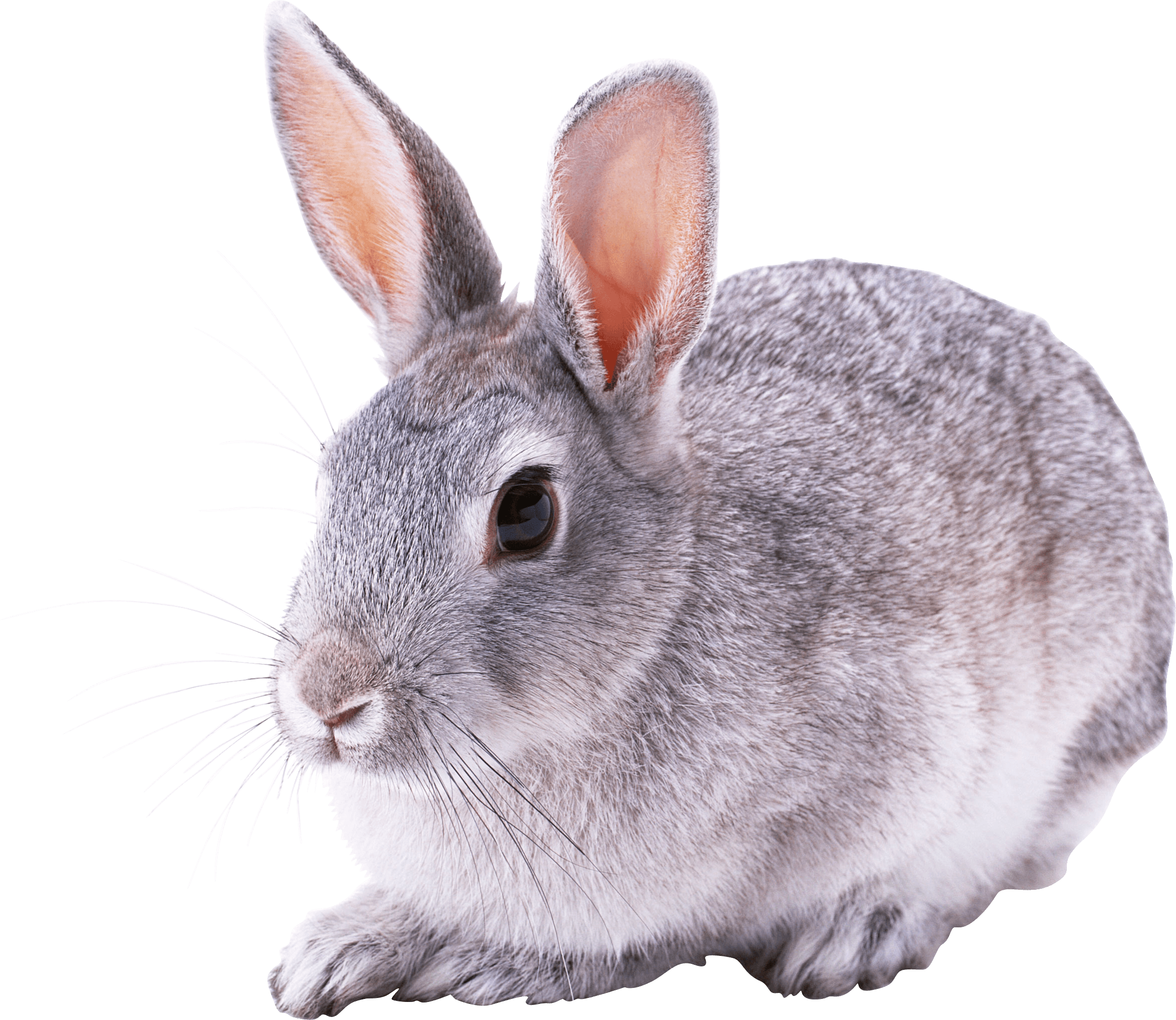 Animals - Cute Rabbit Png (2349x2037), Png Download