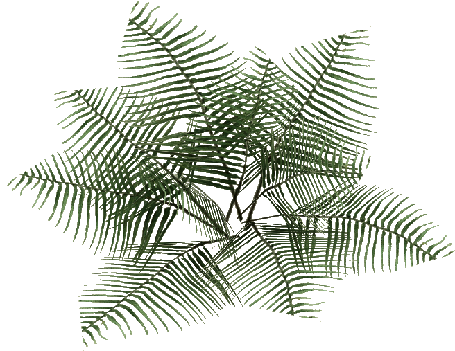 Bracken Fern 2 - Bracken (655x655), Png Download