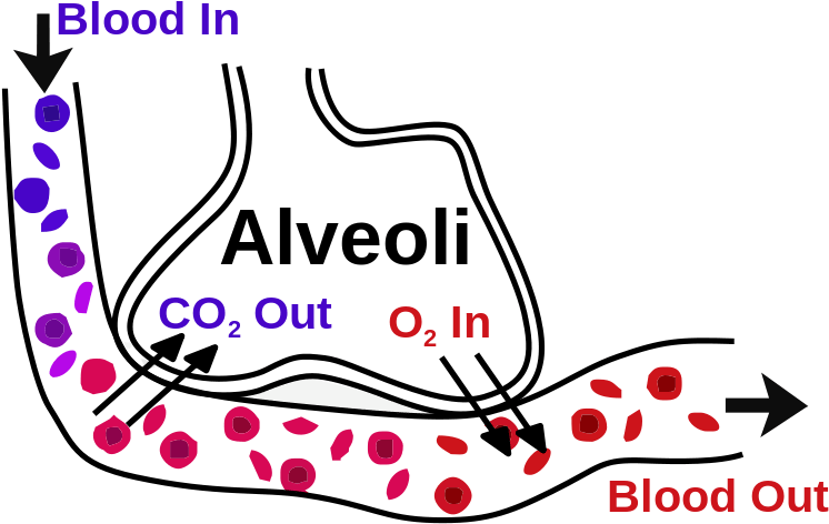 Particles Below 1 Microns Will Be Exhaled Out From - Alveoli Work (800x499), Png Download