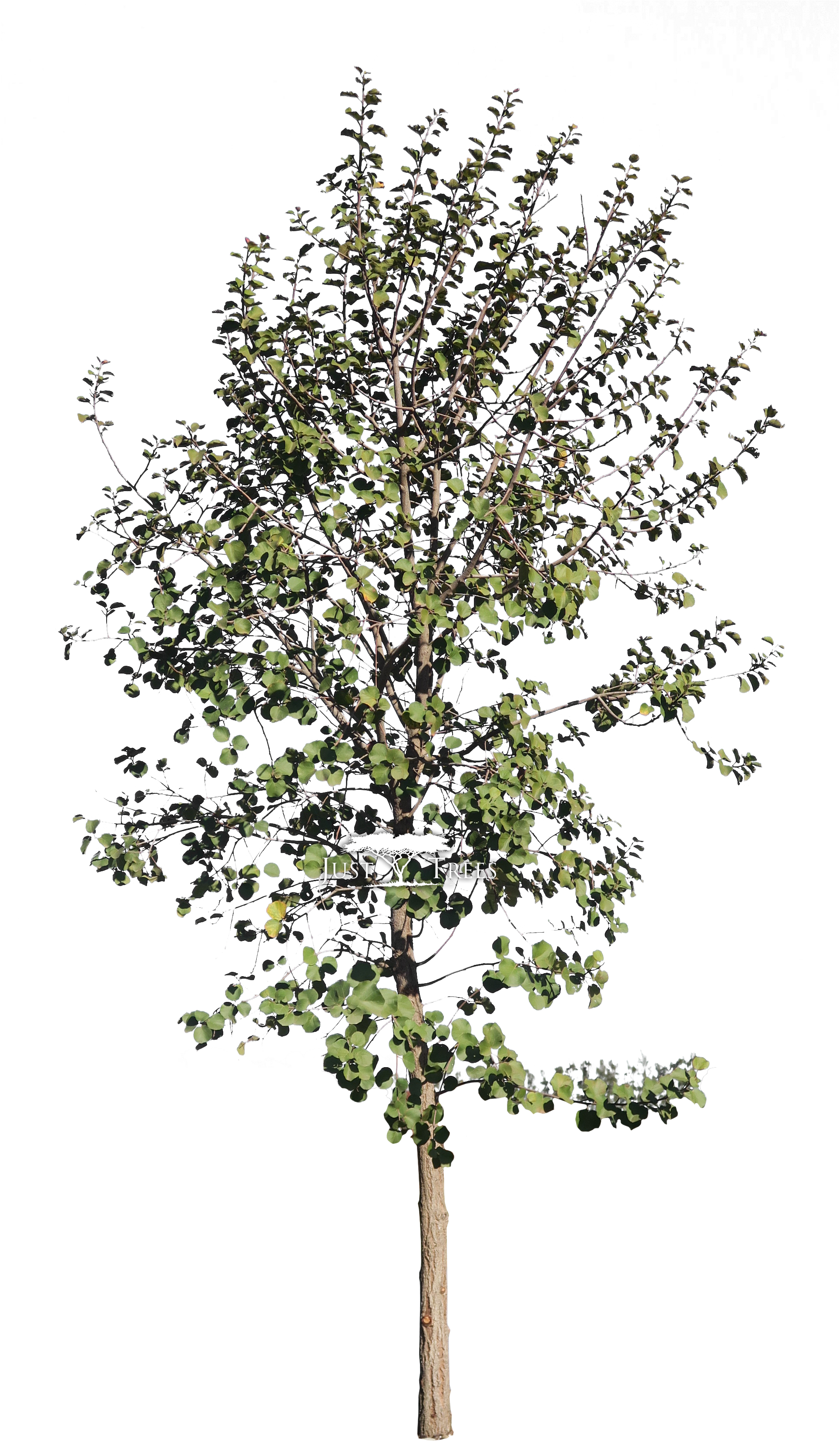 Dombeya Rotundifolia - Birch (1927x3489), Png Download