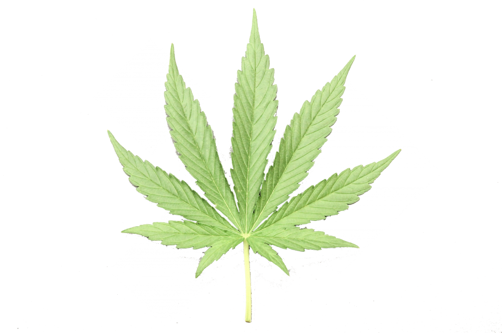 Cannabis - Maple Leaf (1024x680), Png Download