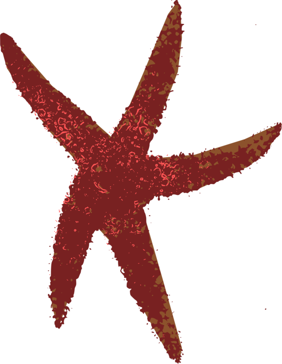 Starfish Echinoderm Marine Invertebrates Giant Sea - Sea Star Png (581x750), Png Download