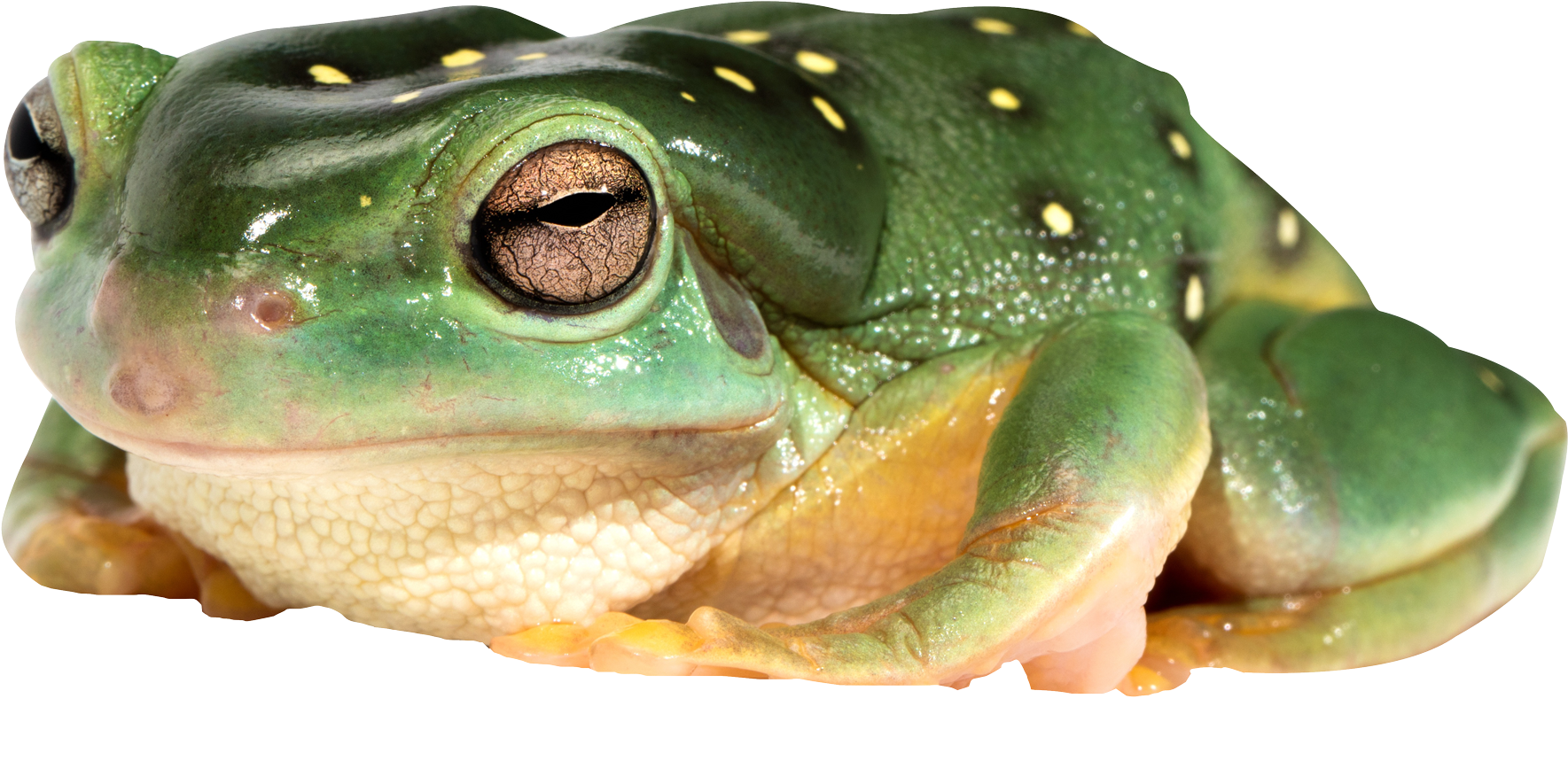 Best Free Frog Transparent Png File - Frog Png (1900x952), Png Download