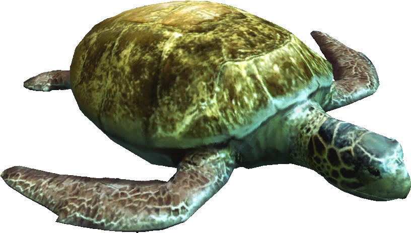 Ac4db - Turtle - Wiki (1024x756), Png Download