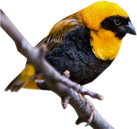 Mes Tubes Animaux - Oiseau Jaune Et Noir (600x554), Png Download