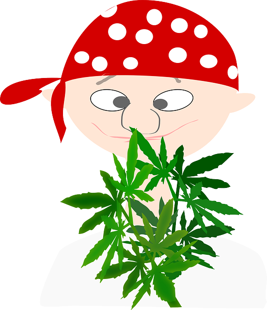 Pirate, Boy, Avatar, Cannabis, Euphoria, Marijuana - Pirata Con Marihuana (551x640), Png Download