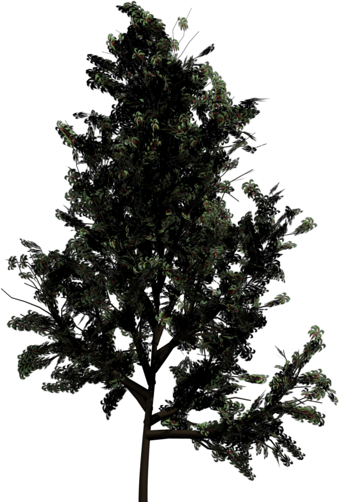 Pine Tree Png Silhouette - Top View Of Trees (768x1024), Png Download