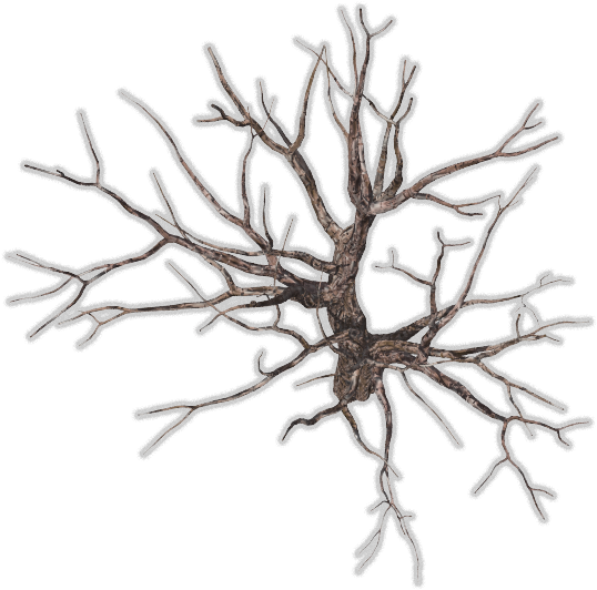 Bare Tree Png Download - Winter Tree Top View Png (571x541), Png Download