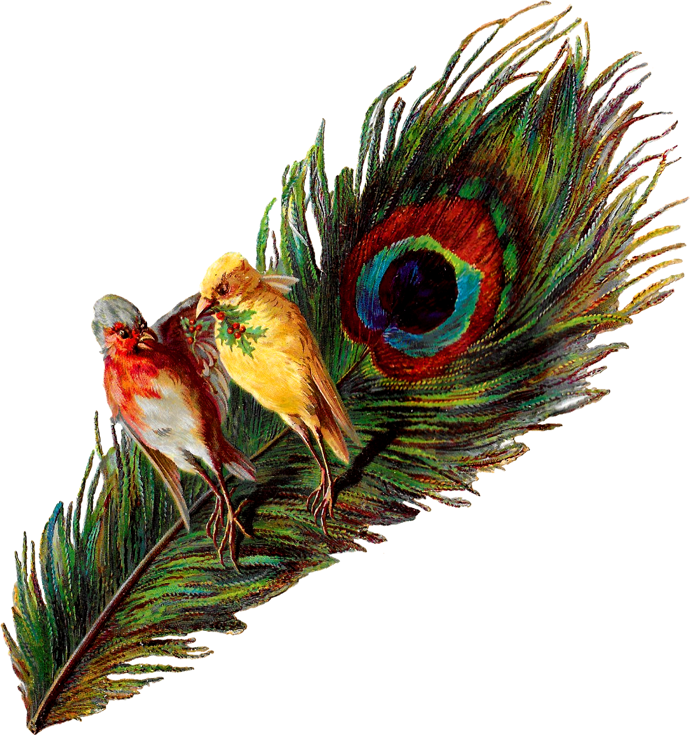 Peacock Feather Png For Kids - Peacock Bird Feather (1506x1600), Png Download