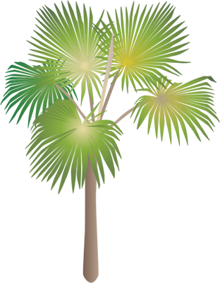 Ian Symbol Pritchardia Minor - Sabal Minor (312x400), Png Download