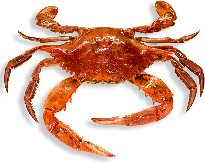 Crab Png Images - Crab Png (709x662), Png Download