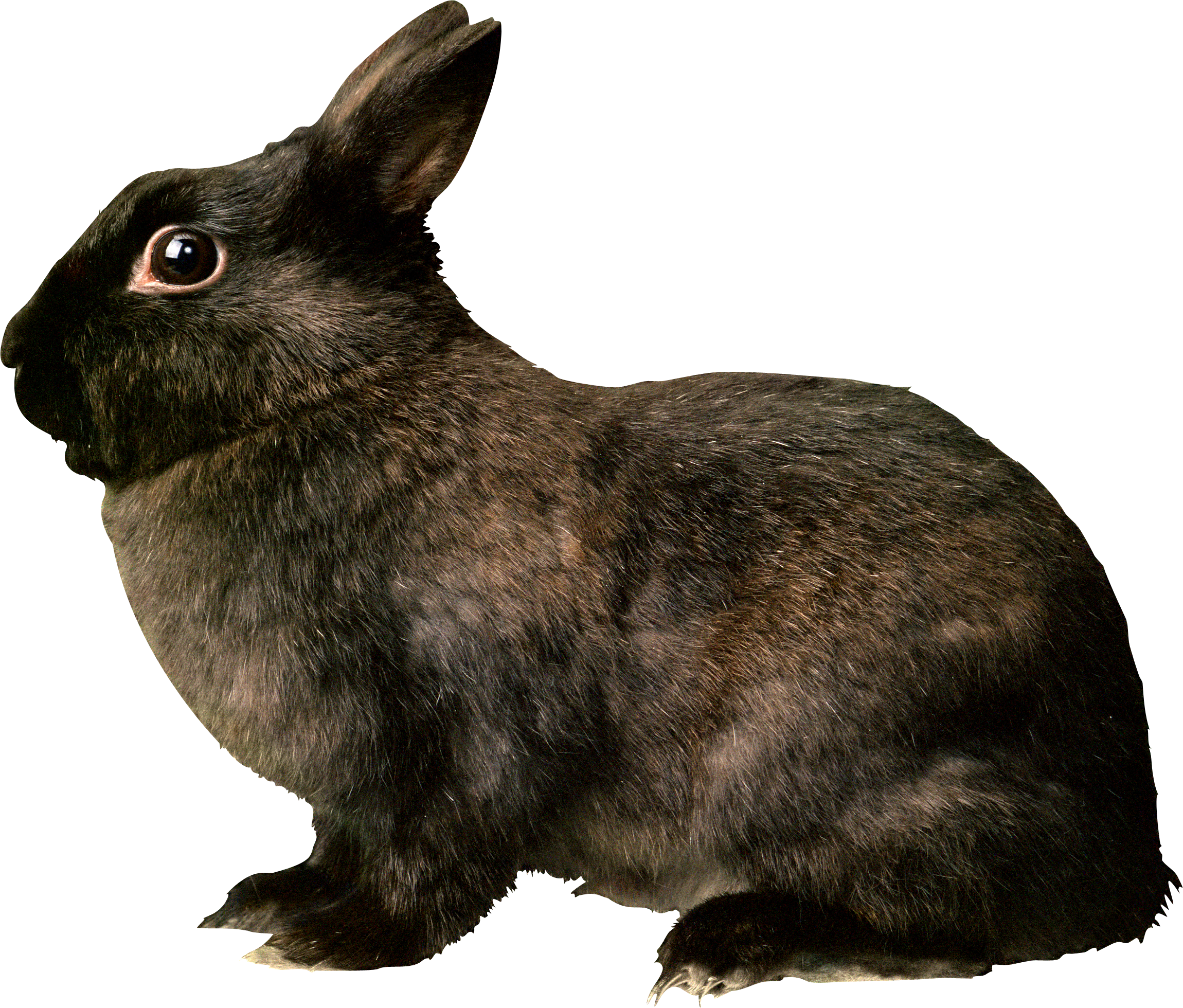 Download - Black Rabbit Png (2300x1960), Png Download