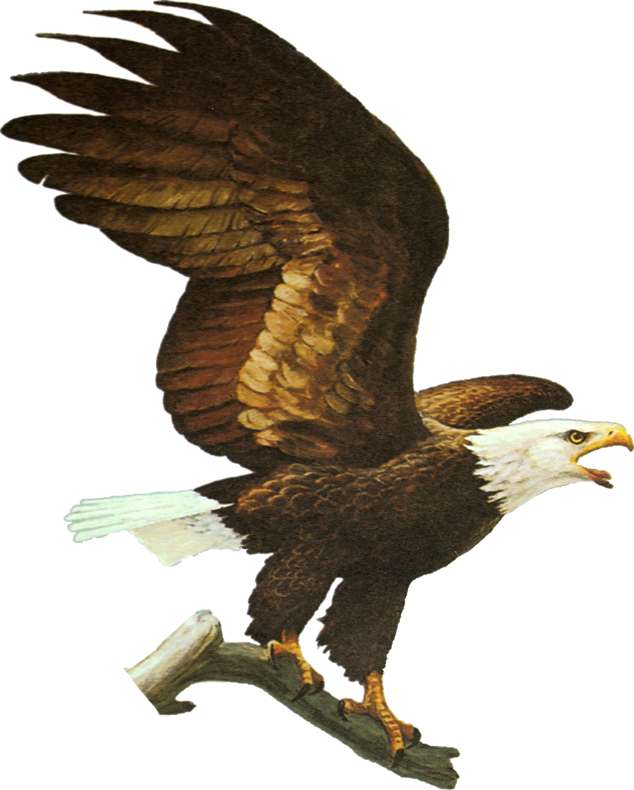 02 Oct 2018 - Eagle Forum (2096x2614), Png Download
