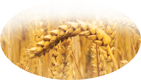 Khorasan Wheat (490x281), Png Download