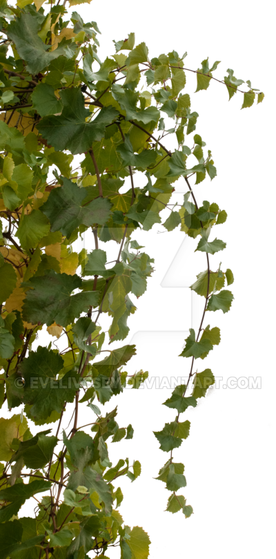 Vine Bush Png (400x809), Png Download