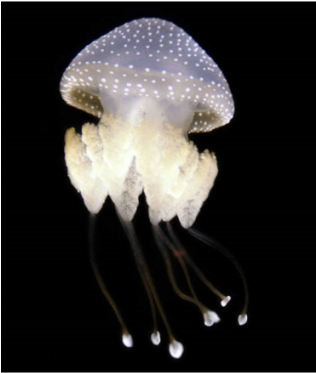 Australian Spotted Jellyfish - White Spotted Jellyfish Png (400x400), Png Download