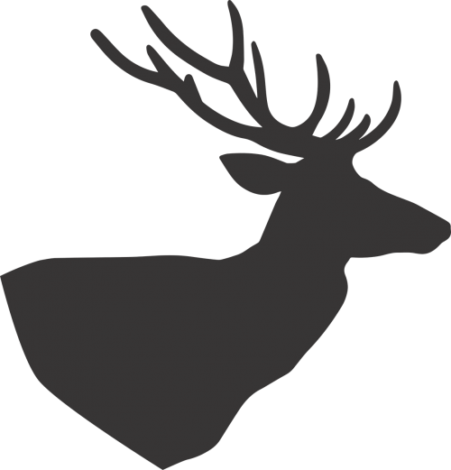 Deer,deer - Deer (500x521), Png Download