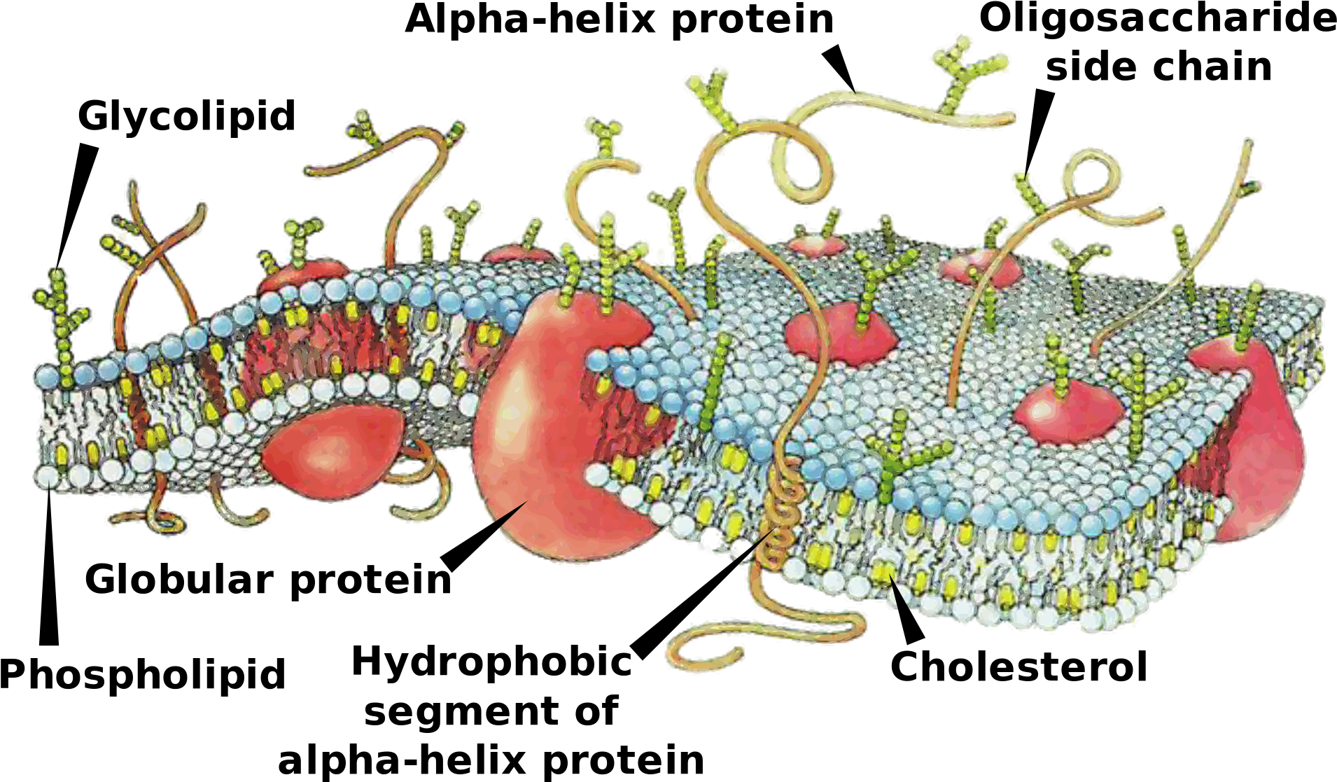 Difference Between Cell Membrane And Plasma Membrane - Does The Cell Membrane Work (2000x1229), Png Download