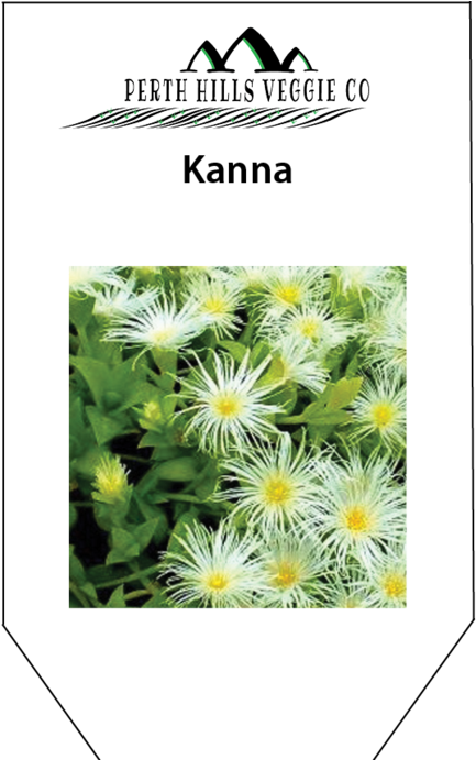 Alpine Aster (690x690), Png Download