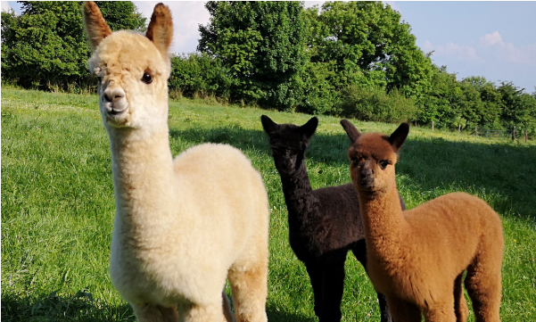 Llama (600x450), Png Download