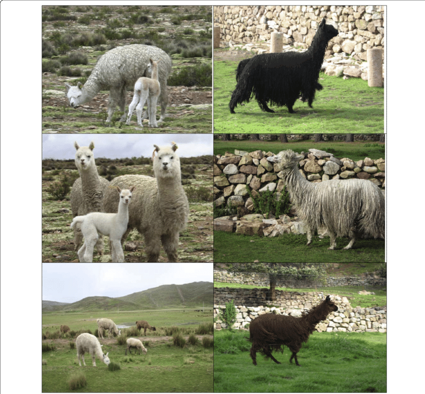 The Left Column Show Some Usual Huacaya Alpacas - Huacaya Alpaca (850x788), Png Download