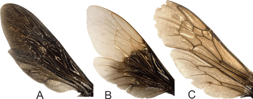 Alas De Exaerete Smaragdina, (b) Eulaema Cingulata - House Fly (850x334), Png Download