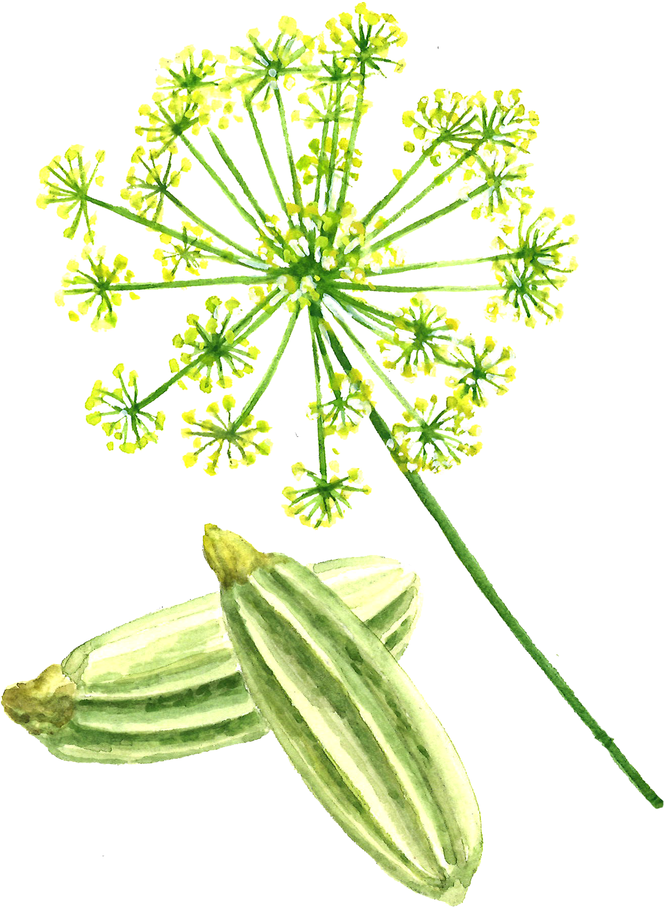 Fennel Seed - Fennel (1309x1786), Png Download