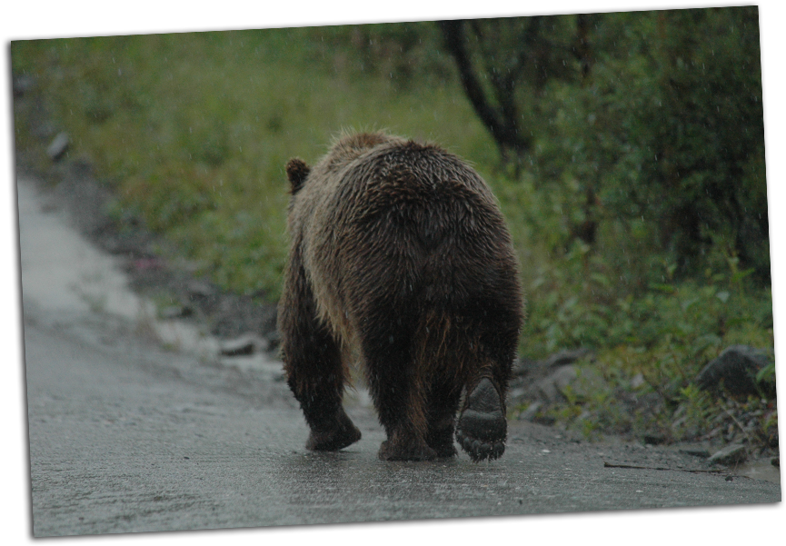 Grizzly Walking Away - Brown Bear Walking Away (900x608), Png Download