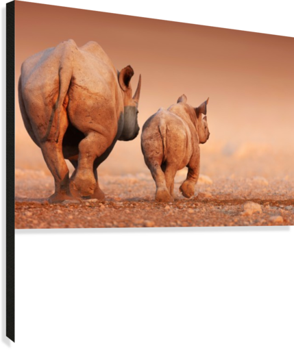 Black Rhinoceros Calf And Cow Walking Away Canvas Print - Quotes About Insight To Life (429x511), Png Download