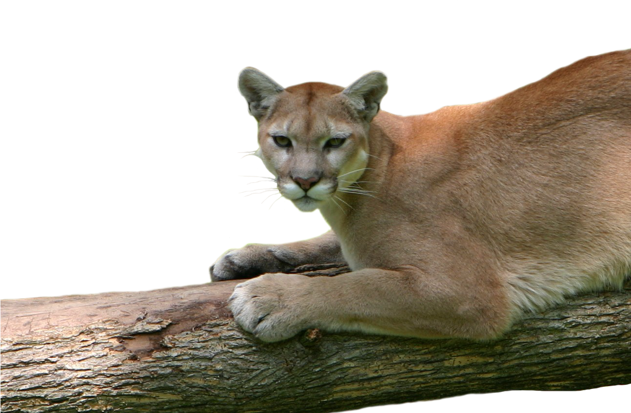 May 20, 2014 - Cougar (1293x878), Png Download